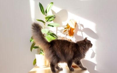 10 Great House Plants That Are Safe for Cats